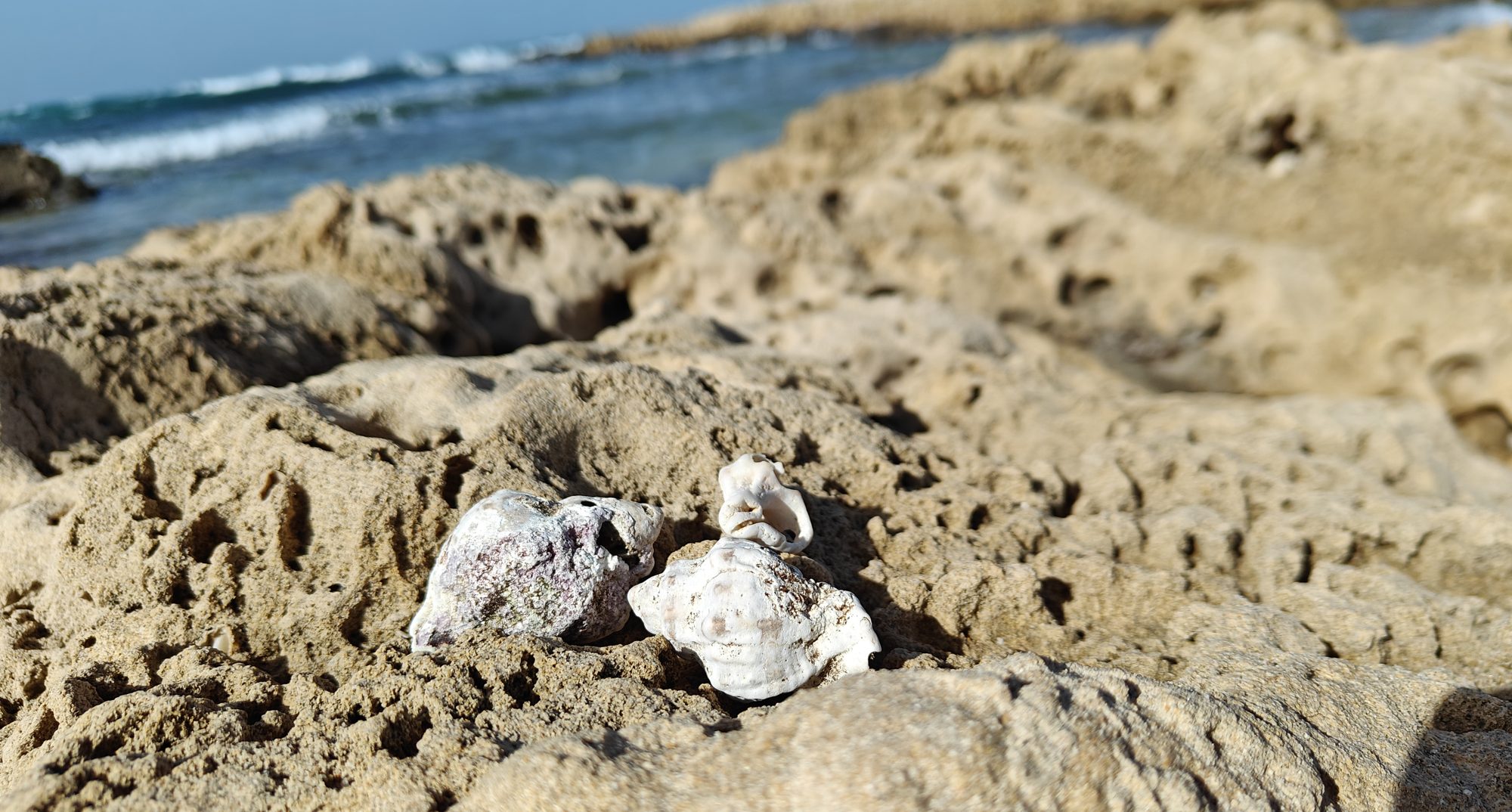 Coastal rock outcrop with shells, the sea behind