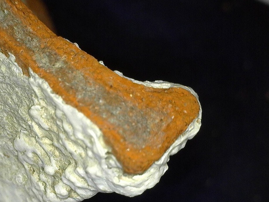 Break of a sherd with a grey core, its surface covered by white marine encrustation, under the digital microscope